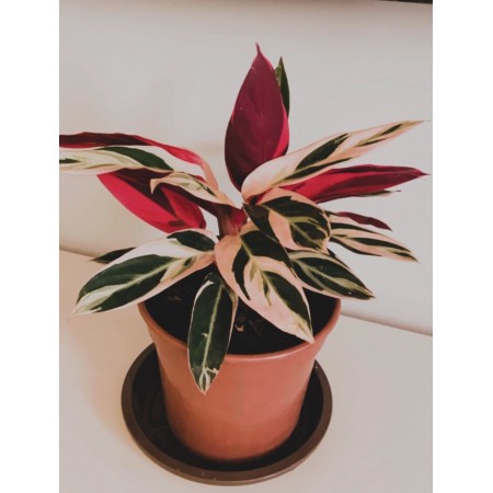 Maranta Tricolor   